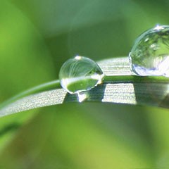 Blade of grass with water