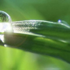 Blade of grass with water